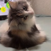振り向く猫