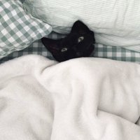 布団から顔だけ出して飼い主を見つめる猫