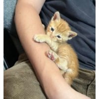 室内にいる猫