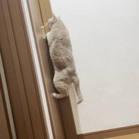 ドアの前でジャンプしている猫