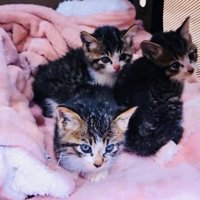 ケージの中の3匹の子猫