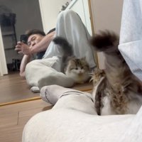 気になる猫