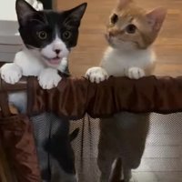 二足立ちの2匹の猫2