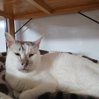 寝そべっている白猫