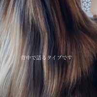 毛並みがキレイな猫