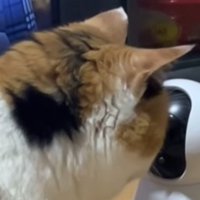 カメラを至近距離で見つめる猫
