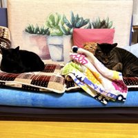 くつろぐ猫たち