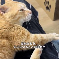 人間に甘える猫