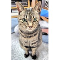 室内にいる猫
