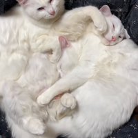 くっついて眠る子猫たち