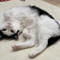 仰向けになっているおこめちゃん