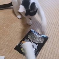 猫パンチで叩く