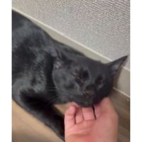 撫でられる猫