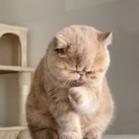 手をなめる子猫