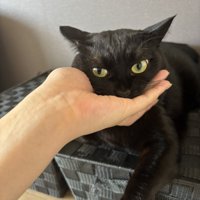 手を噛んでいる猫