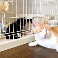 目を閉じた茶トラ白猫と子猫たち