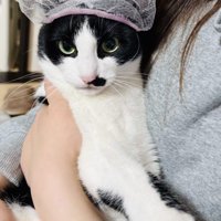 頭に排水溝ネットを被って脱ぐ保護猫