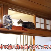 座って落ち着くボス吉くん