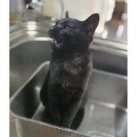 シンクにいる猫