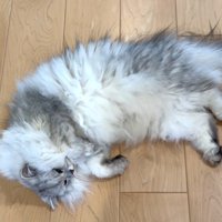 横向きに寝そべる白グレー猫
