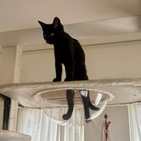 ボウルに立つ猫