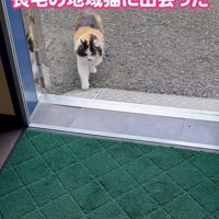 歩いてくる猫