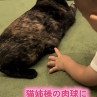 「猫姉様の肉球に...」のテロップ写真3