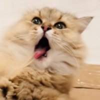 毛繕い中に毛が舌にくっついたペルシャ猫