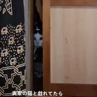 扉の隙間から見つめる猫