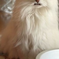 猫の体