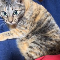 見つめてくる猫