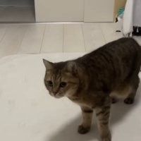 シッポをフリフリ