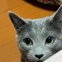 右を見る猫（顔のアップ）