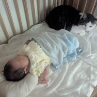 眠っている赤ちゃんの足元に座る猫