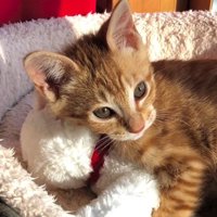 ぬいぐるみと寝る子猫