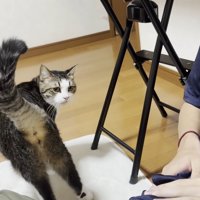 キジ白猫ちゃん（振り向きポーズ）
