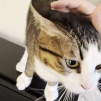 ピアノの上に乗って撫でてもらう猫
