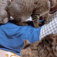 寝ている飼い主のお腹の上に乗る猫