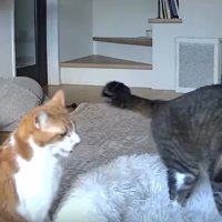 カメラに映る猫