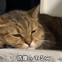 彷徨ってる