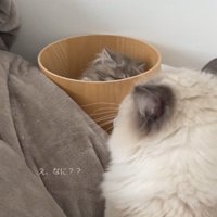 植木鉢の中にいる子猫と猫