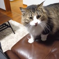 ソファの上