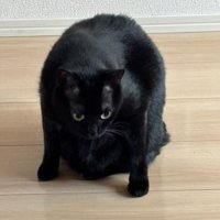 座っている黒猫