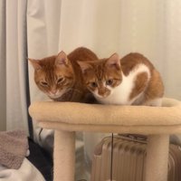 キャットタワーの上で香箱座りをして下を見る2匹の猫