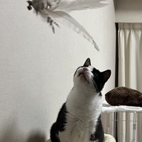 羽根のおもちゃを見つめる猫