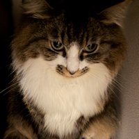 隠れようと逃げた猫