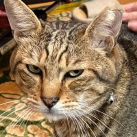 不満そうに見つめる猫
