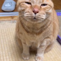 目が半開きの猫