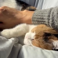 満足そうなミケ