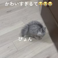 ぴょんぴょん動く子ネコ